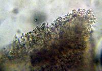 Mycena pura image