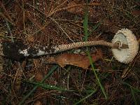 Macrolepiota procera var. procera image