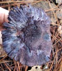 Cortinarius violaceus image