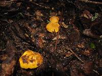 Cantharellus californicus image