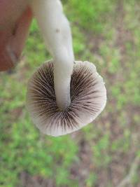 Coprinopsis marcescibilis image