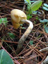 Psilocybe zapotecorum image