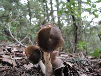 Helvella compressa image