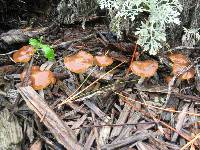 Psilocybe cyanescens image