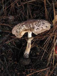 Chlorophyllum brunneum image