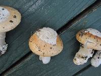 Amanita velosa image