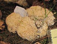 Hydnopolyporus palmatus image