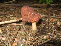 Gyromitra esculenta image