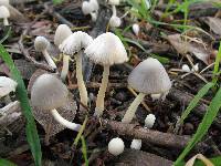 Coprinopsis marcescibilis image