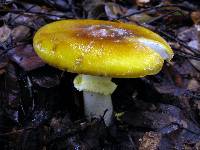 Amanita augusta image