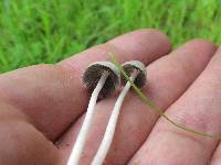 Coprinopsis marcescibilis image