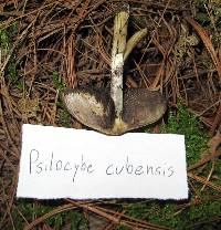 Psilocybe cubensis image