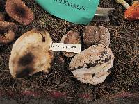 Fomitopsis pinicola image