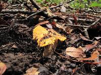 Cantharellus californicus image