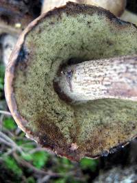 Leccinum rugosiceps image