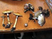 Psilocybe cubensis image