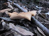 Polyporus tuberaster image