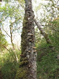 Pleurotus ostreatus image