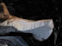 Polyporus tuberaster image
