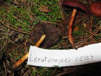 Leratiomyces ceres image