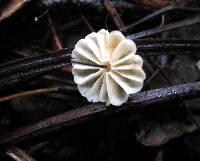 Marasmius capillaris image