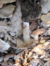 Inocybe fraudans image