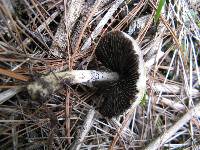 Psilocybe cubensis image