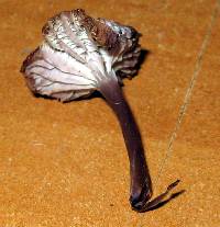 Mycena pura image