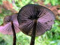 Psilocybe zapotecorum image