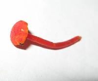 Hygrocybe miniata image