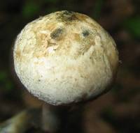 Inocybe corydalina image