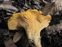 Cantharellus californicus image