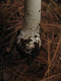 Amanita xylinivolva image