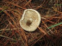 Inocybe corydalina image