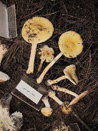 Amanita xylinivolva image