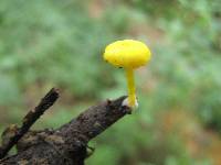 Pluteus chrysophlebius image