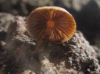 Psilocybe caerulescens image