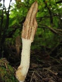 Morchella rufobrunnea image