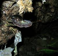 Psilocybe zapotecorum image