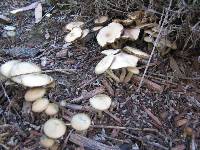 Psilocybe ovoideocystidiata image