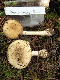 Amanita pantherina image