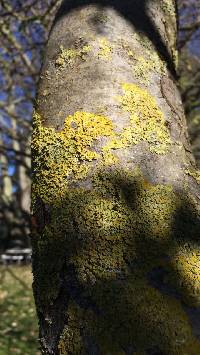 Xanthoria parietina var. parietina image