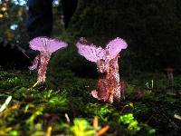 Laccaria amethysteo-occidentalis image