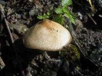 Psilocybe caerulescens image