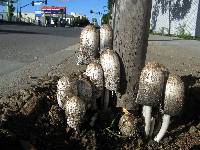 Coprinus comatus image