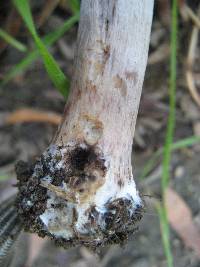 Agaricus californicus image