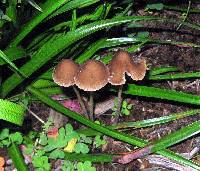 Psathyrella corrugis image