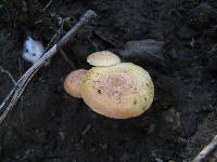 Lactarius chrysorrheus image