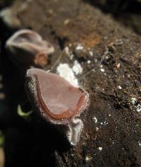 Auricularia nigricans image