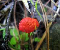 Hygrocybe cantharellus image